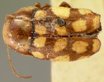 Media type: image; Entomology 9258   Aspect: habitus dorsal view